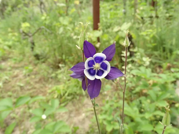 Wyświetlić Zbliżenie Fioletowe Kwiaty Ogrodowe — Zdjęcie stockowe