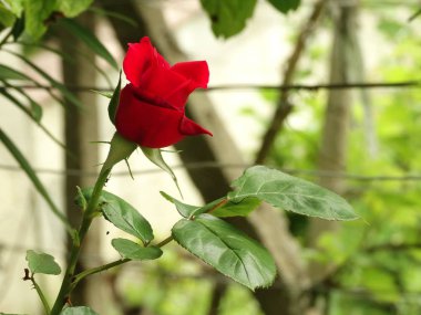 Bir bahçe arka planı kırmızı gül