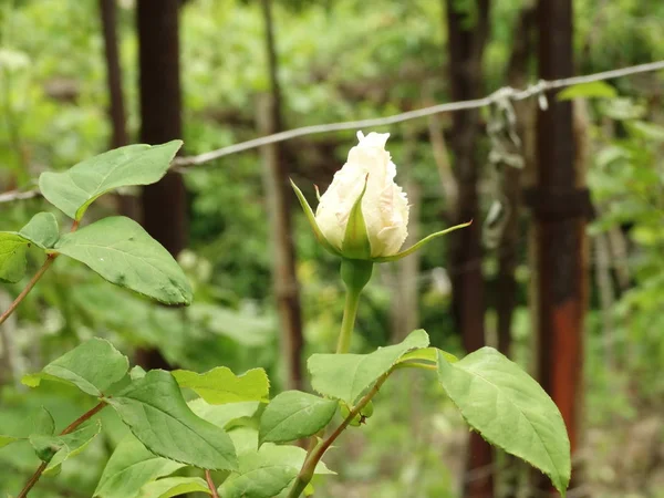 Dettaglio Vista White Garden Flower — Foto Stock