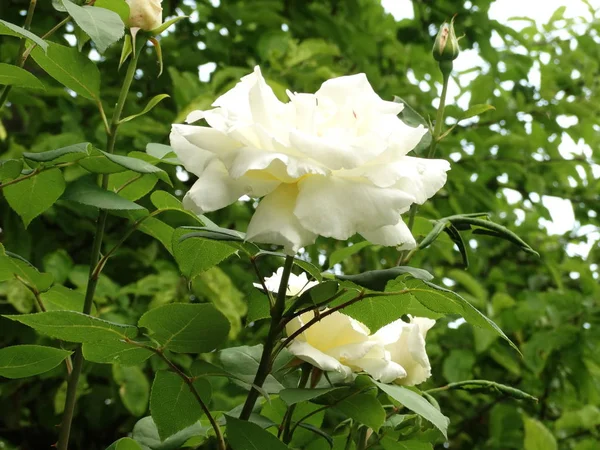 Rosa Branca Contra Fundo Jardim — Fotografia de Stock