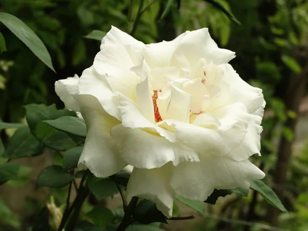 Witte Roos Tegen Achtergrond Van Een Tuin — Stockfoto