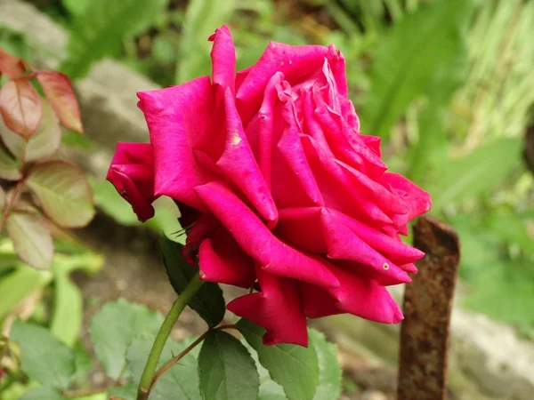 Rose Rouge Sur Fond Jardin — Photo