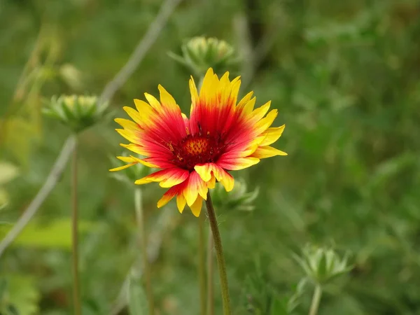 Rote Und Gelbe Gartenblume — Stockfoto