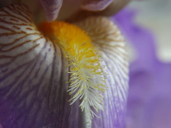 Flor Violeta Con Estambre Amarillo —  Fotos de Stock