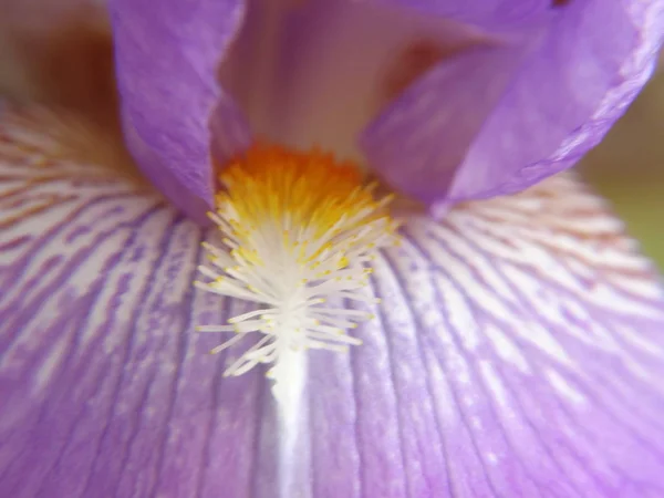 Фіолетовий Квітка Жовтими Stamen — стокове фото