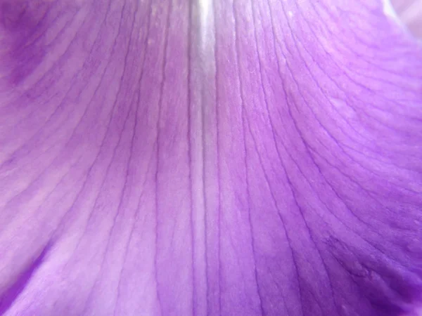 Фіолетовий Квітковий Пелюсток Текстури Фону — стокове фото
