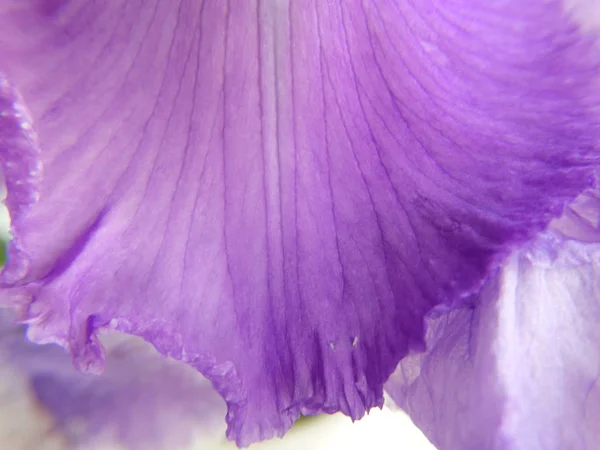 Фіолетовий Квітковий Пелюсток Текстури Фону — стокове фото