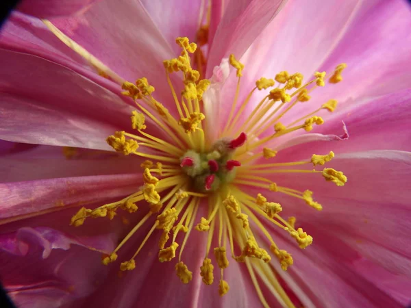 Рожева Квітка Жовтими Stamen Близький Вид — стокове фото