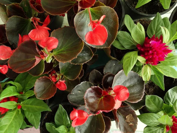 Flores Rojas Vista Desde Arriba —  Fotos de Stock