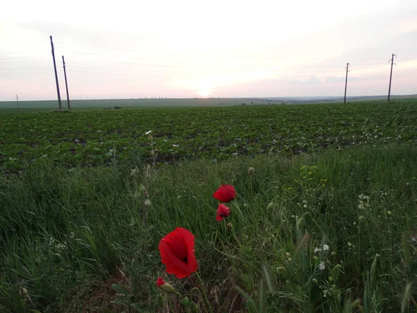 Campo Verde Com Papoilas Vermelhas — Fotografia de Stock