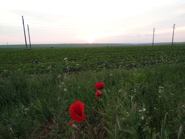 Kırmızı Haşhaş Ile Yeşil Alan — Stok fotoğraf