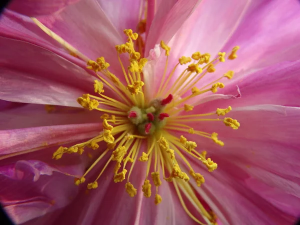 Flor Rosa Com Estame Amarelo Fechar Vista Fotos De Bancos De Imagens Sem Royalties