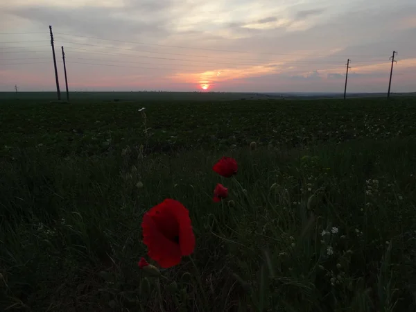 Campo Verde Con Amapolas Rojas Atardecer — Foto de Stock