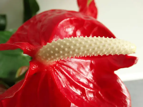 Dettaglio Vista Anthurium Flower — Foto Stock