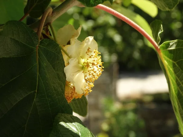 Closeup View Kiwi Tree Blossom — Stock Photo, Image