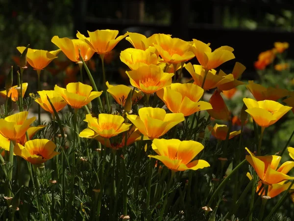 Pole Żółtych Kwiatów — Zdjęcie stockowe