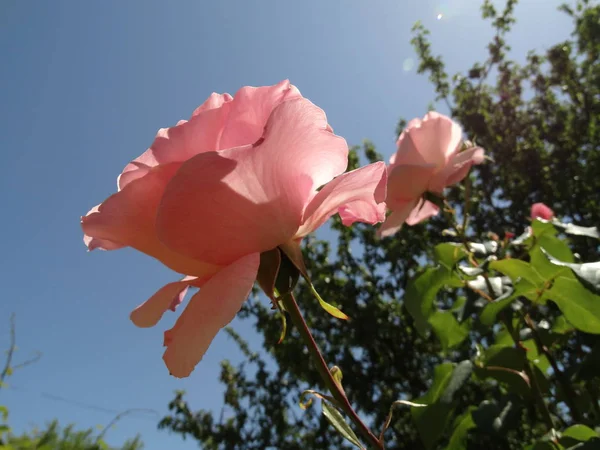 下からガーデン ビューのピンクのバラ — ストック写真