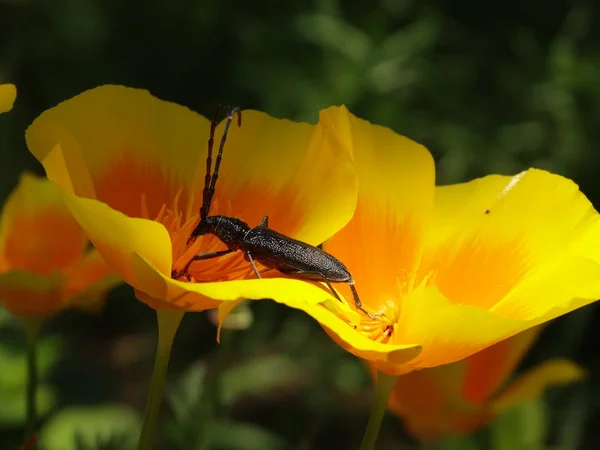 Käfer Auf Dem Staubgefäß Der Gelben Blume — Stockfoto