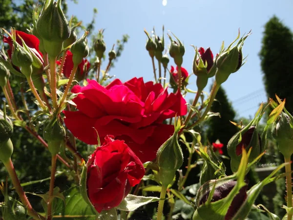 Rosas Rojas Jardín Verde — Foto de Stock