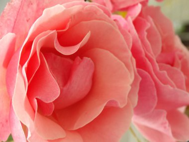 closeup görünümü narin pembe Gül