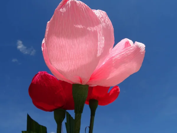 Flores Papel Vermelho Rosa Bonitas Fundo — Fotografia de Stock
