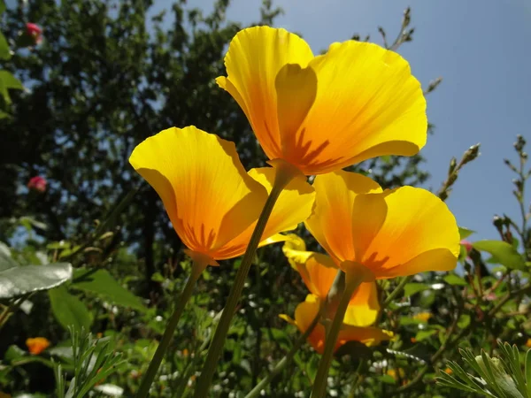 Gelbe Blumen Blick Von Unten — Stockfoto