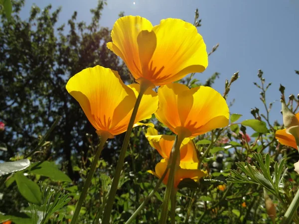 Gelbe Blumen Blick Von Unten — Stockfoto