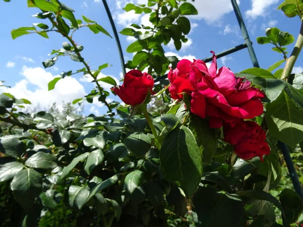 Rosa Vermelha Entre Folhas Verdes — Fotografia de Stock