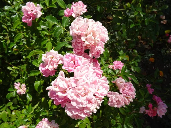Kis Rózsaszín Rózsa Zöld Levelek Között — Stock Fotó