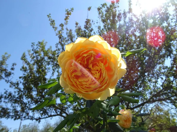 Yellow Rose Between Green Leaves on Light Sky Background