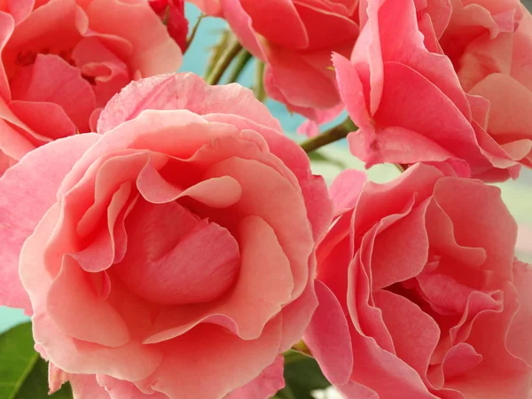 Vista Primer Plano Rosas Rosadas Delicadas — Foto de Stock