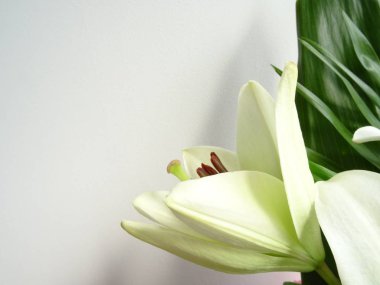 Beyaz oryantal Lily çiçek