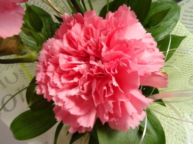 Pembe karanfil çiçek closeup görünümü