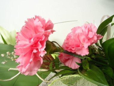 Pembe karanfil çiçek closeup görünümü