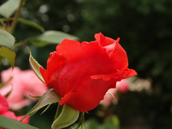 Vörös Rózsaszín Rózsa Egy Zöld Kert — Stock Fotó
