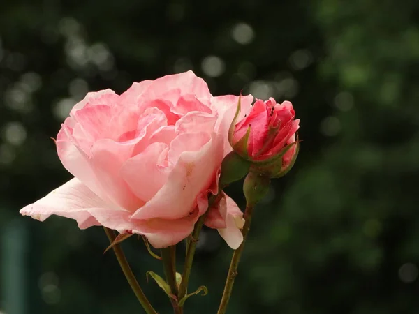 Rosas Rosadas Fondo Jardín Verde — Foto de Stock