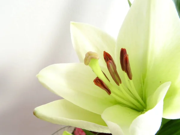 白のオリエンタルのユリの花 — ストック写真