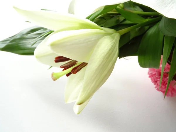 Flor Lírio Oriental Branco — Fotografia de Stock