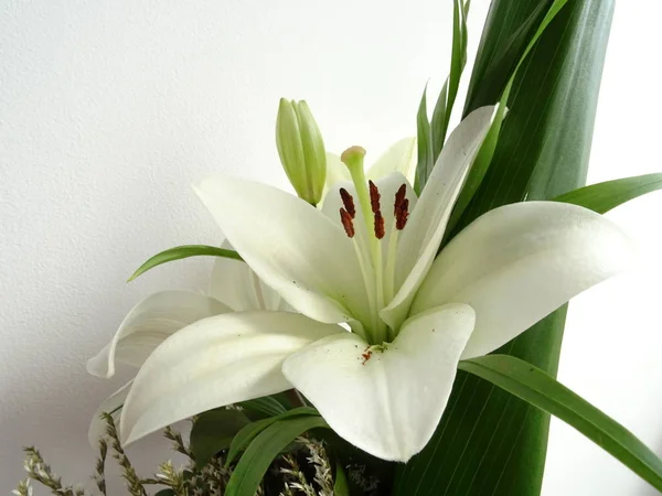 Beyaz Oryantal Lily Çiçek — Stok fotoğraf