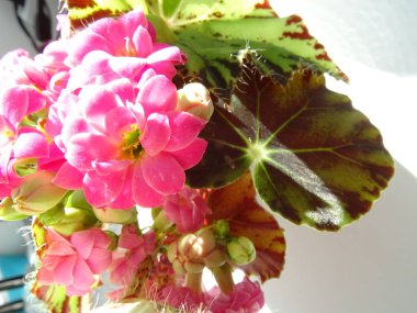 küçük pembe çiçekler vazoda