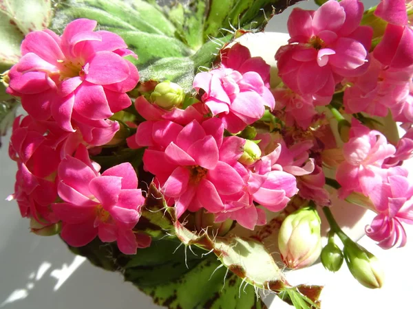 Small Pink Flowers Vase — Stock Photo, Image