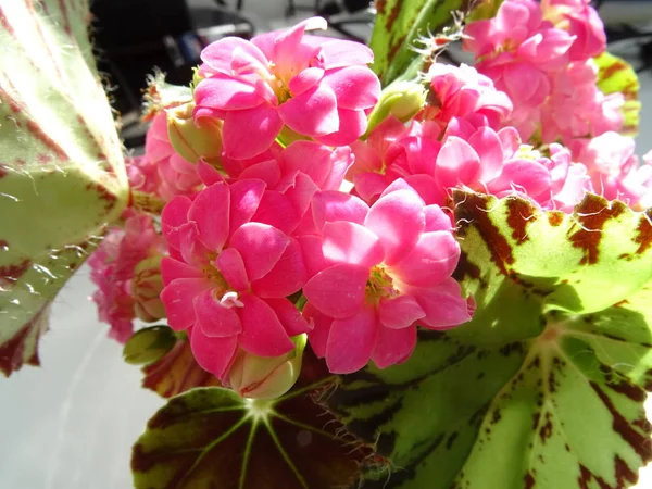 Piccoli Fiori Rosa Vaso — Foto Stock