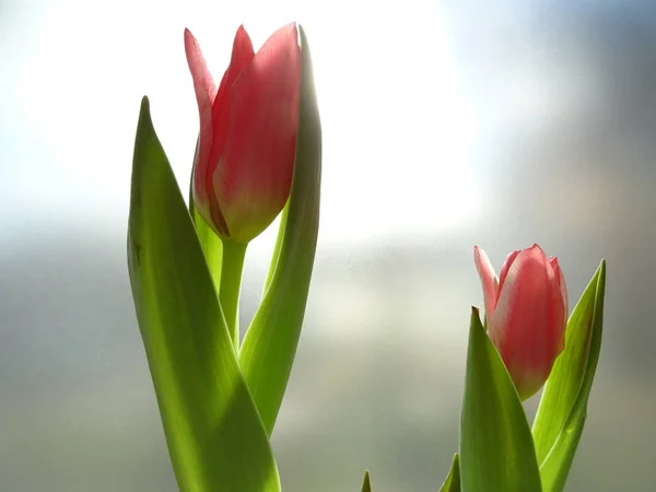 Розовые Тюльпаны Размытом Фоне — стоковое фото