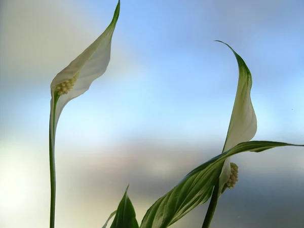 White Spathiphyllum Flower Bloom on a blurry Background — Stock Image White Spathiphyllum Flower Bloom Blurry Background Stock Photo