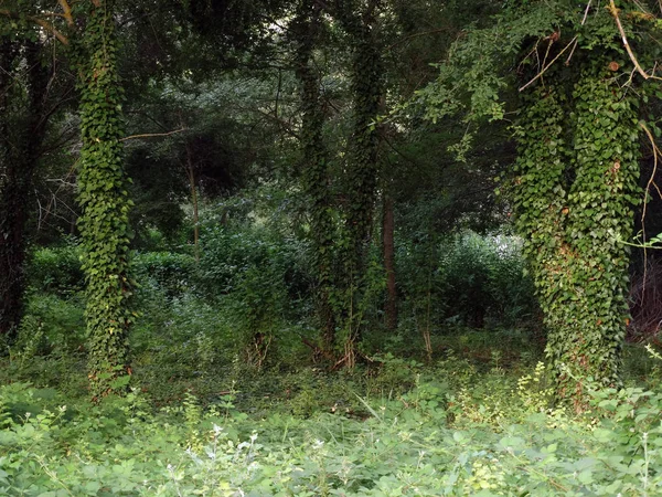 Зеленый Лес Заросшими Деревьями — стоковое фото