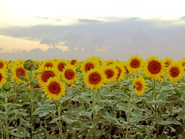 Belo Campo Girassóis Amarelos — Fotografia de Stock