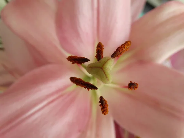 Rosa Oriental Lily Flor Fechar Vista — Fotografia de Stock