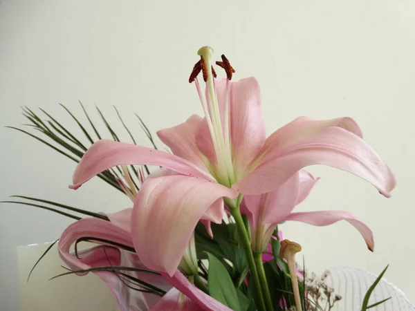 Rosa Oriental Lily Flor Fechar Vista — Fotografia de Stock