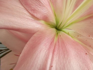 Pembe oryantal Lily çiçek makro görünümü