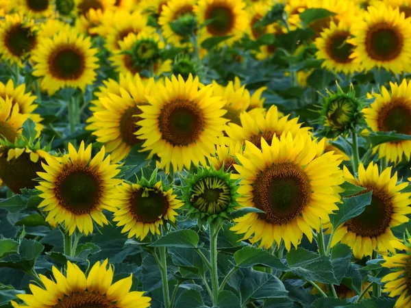 Prachtig Veld Van Gele Zonnebloemen — Stockfoto